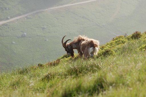 Free Wild Mountain photo and picture
