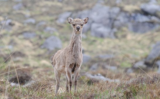 Free Young Deer photo and picture