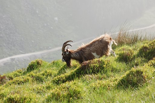 Free Wild Nature photo and picture