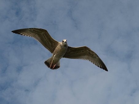 Free Seagull Bird photo and picture