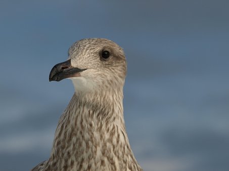 Free Seagull Bird photo and picture