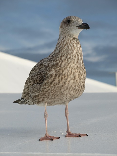 Free Seagull Bird photo and picture