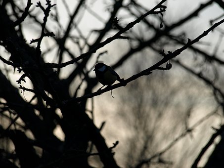 Free Bird Silhouette photo and picture