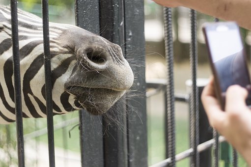 Free Zoo Zebra photo and picture