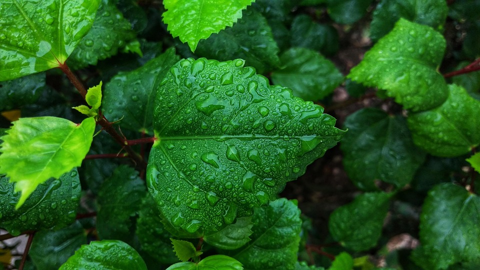 78+ Gambar Air Embun Di Daun Paling Hist 78+ Gambar Air Embun Di Daun Paling Hist