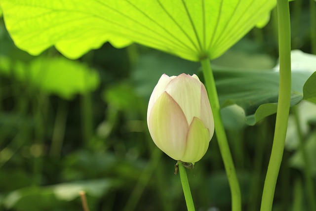 Free Green Lotus photo and picture