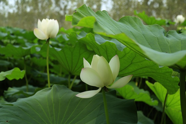 Free Lotus Leaf Lotus photo and picture