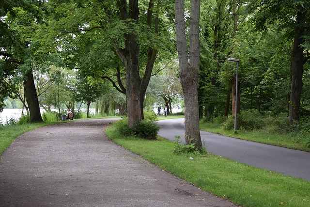 Free Forest Path photo and picture