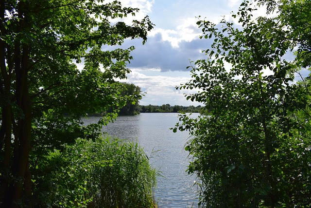 Free Forest Path photo and picture