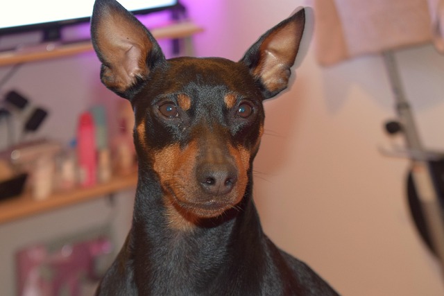 Free Dog Pincser photo and picture