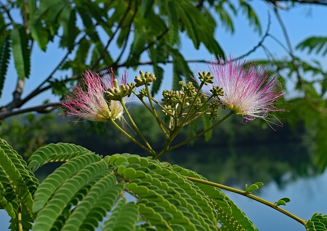 Punainen Mimosa Kukka Kukkivat Ilmainen Valokuva Pixabayssa Pixabay Punainen Mimosa Kukka Kukkivat Ilmainen Valokuva Pixabayssa Pixabay