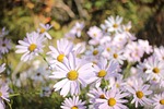flowers, white flower, clean