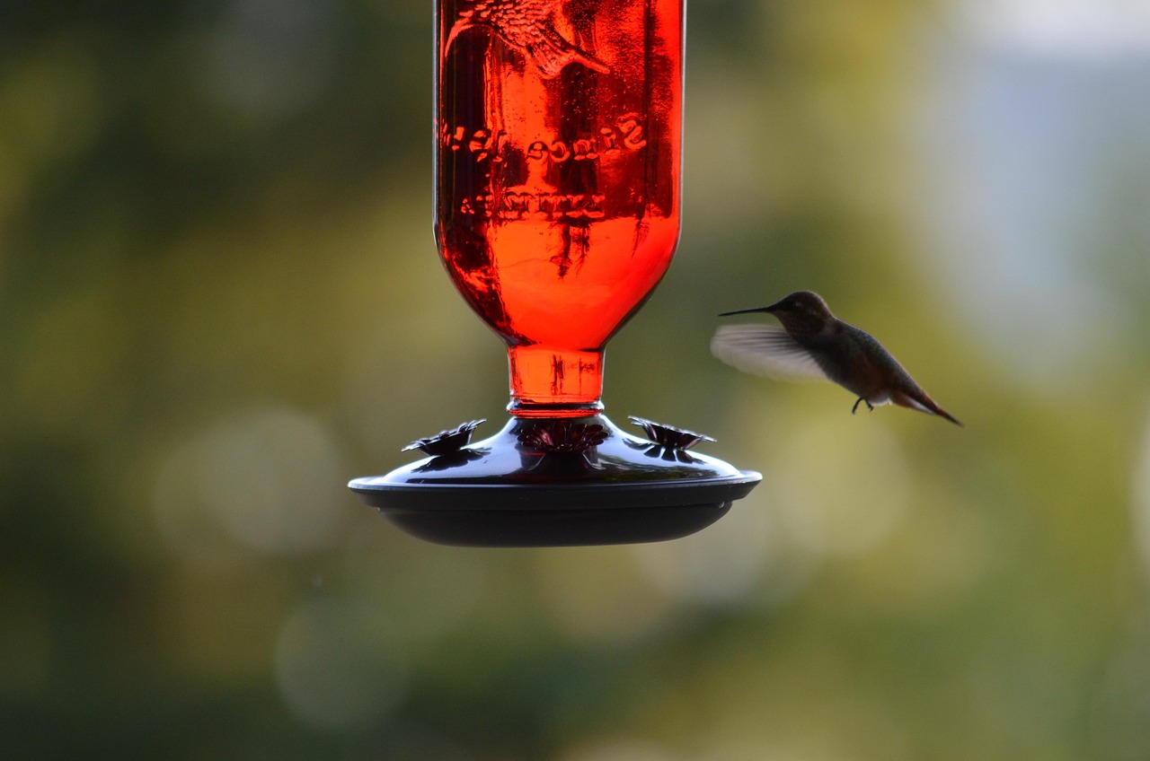 humming bird, bird, nature, bird feeder, feeder