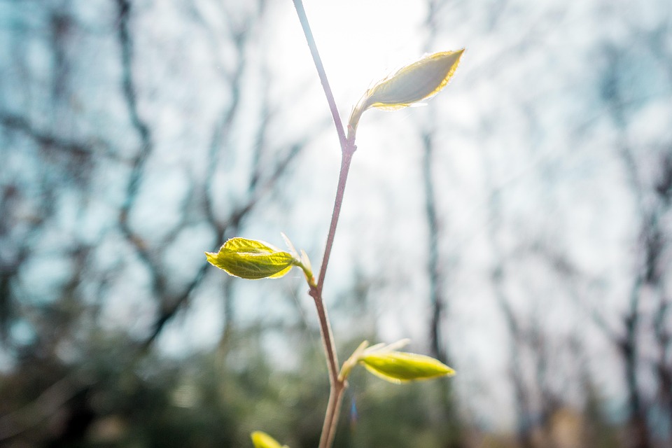 Begin Filiais Brilhante - Foto gratuita no Pixabay