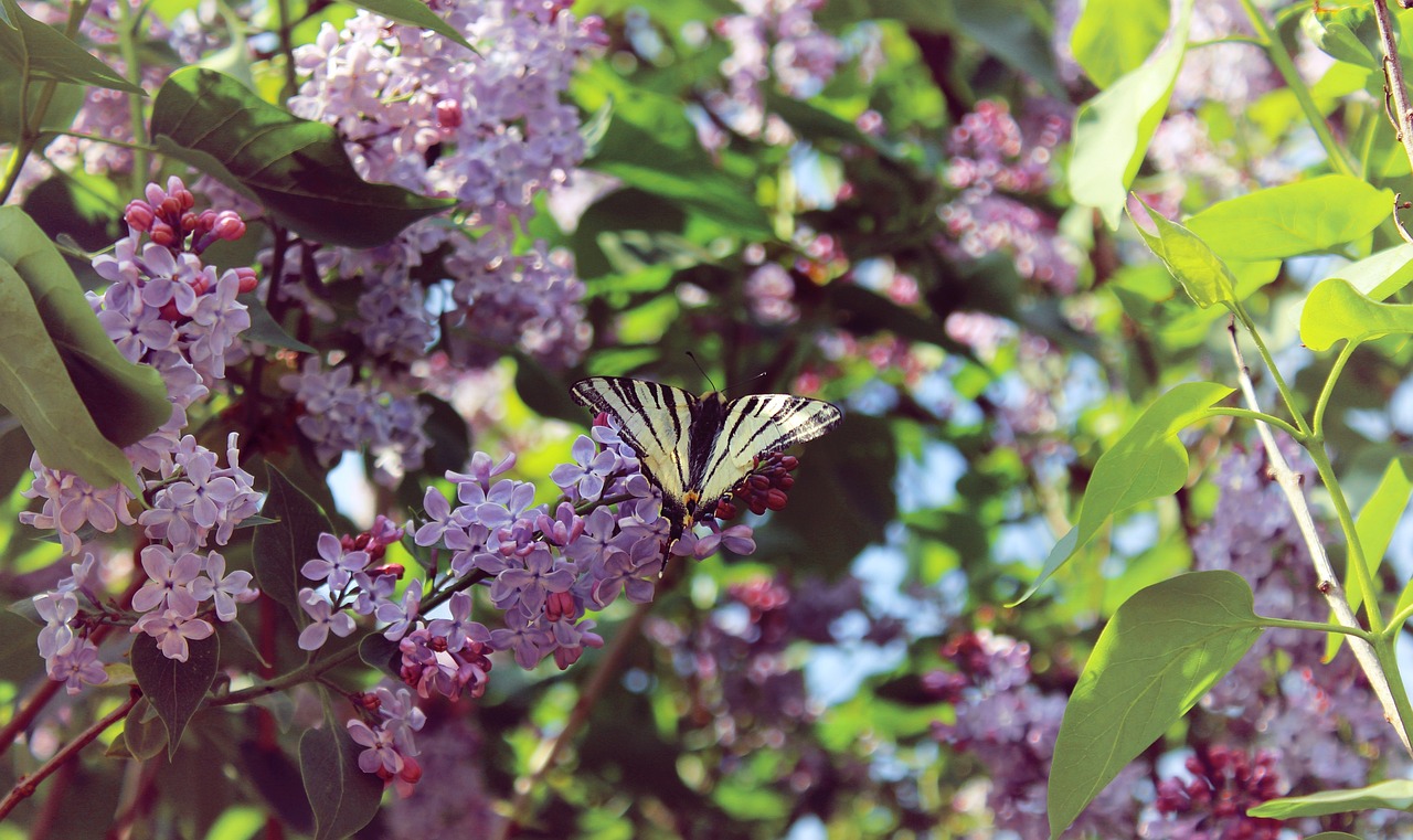 Spring Papillon Le Printemps Lilas Papillon - Photo gratuite sur Pixabay - Pixabay