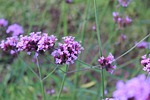 purple flowers, flowers, flower