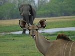 elephant, africa, tusk