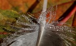 duck feather, leaves, fall foliage