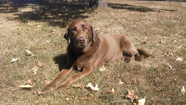 Free Chocolate Lab Brown Lab photo and picture