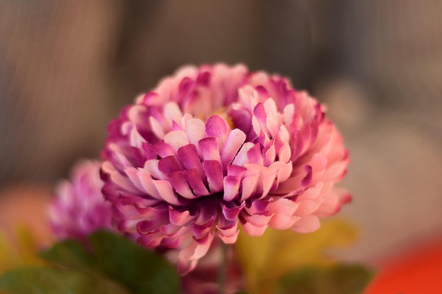 Free Rose Beautiful Flowers photo and picture
