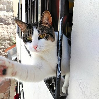 Gato, Janela, Gato Doméstico