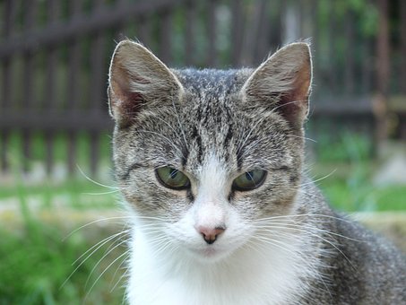 Katze, Haustier, Tier, Kätzchen, Augen