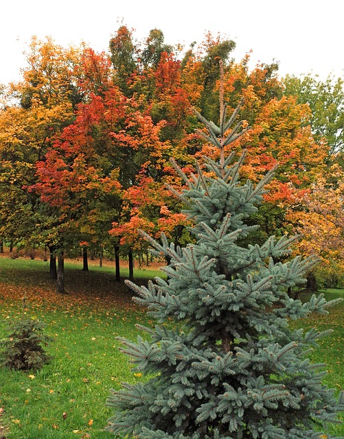 Free Autumn Trees photo and picture