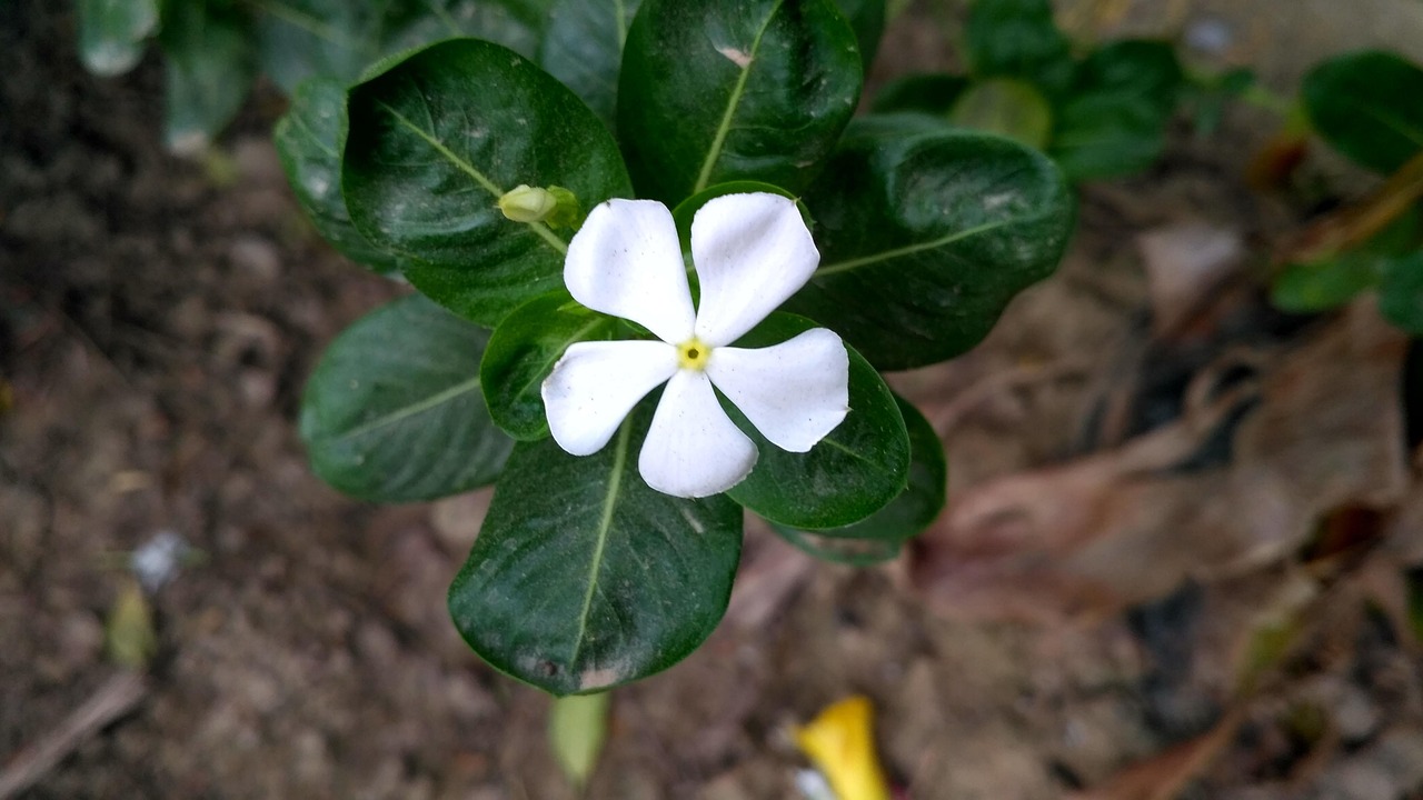 白色的花 花白 白色的 - Pixabay上的免费照片 - Pixabay