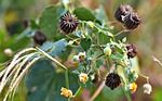 wildflowers, ragworts, weed