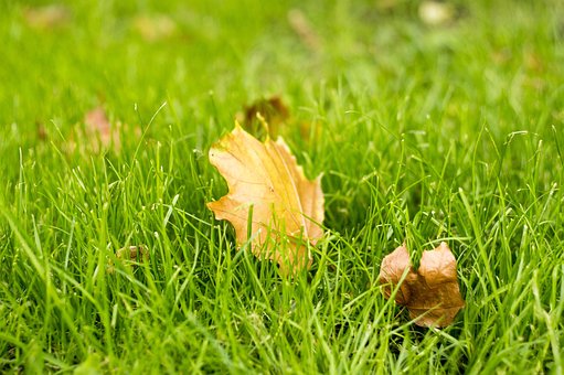 Free Autumn Nature photo and picture