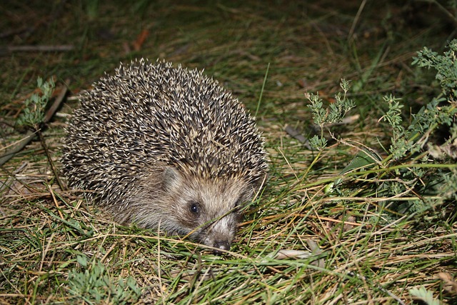 Free Hedgehog Summer photo and picture