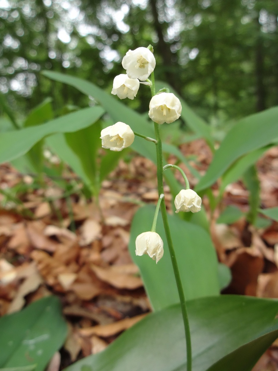 Zvonček Plant Green - Free photo on Pixabay - Pixabay