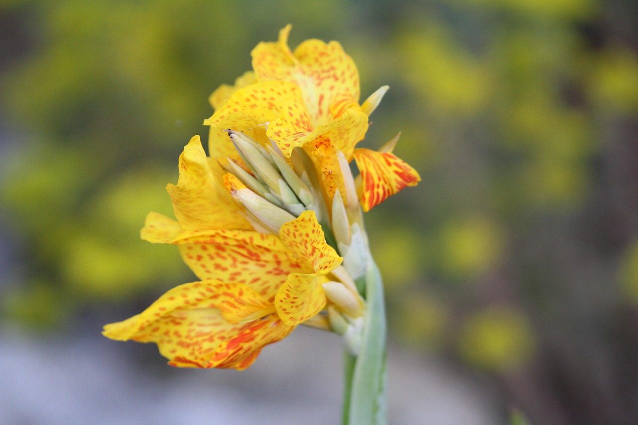 Cadre Photo New Daniel 4x6 - Fini Italien Stratifié - Fleurs Jaunes