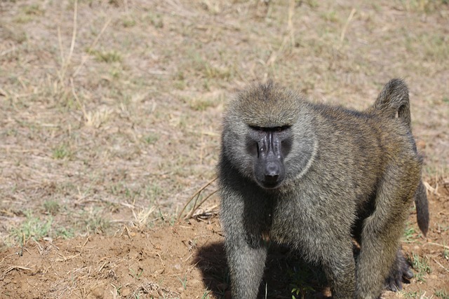 Free Baboon Wildlife photo and picture