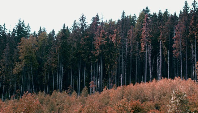 Free Forest Nature photo and picture