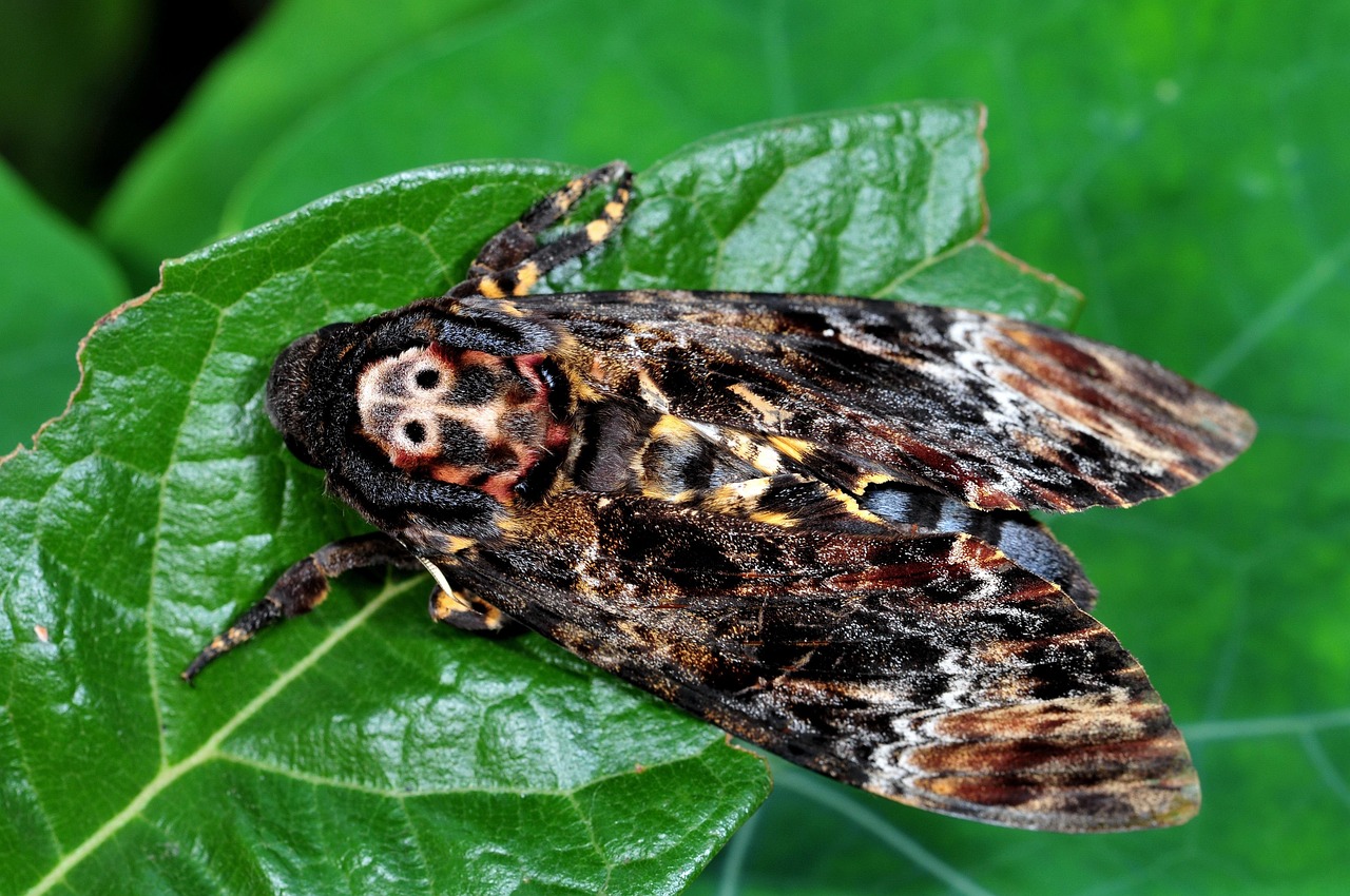 1 Grimaces Days Moth Pixabay 1 Grimaces Days Moth Pixabay