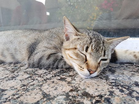 Sesta, Gato, Sonho, Animal, Repouso