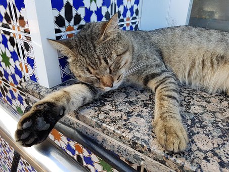 Sesta, Gato, Sonho, Repouso, Acalmar