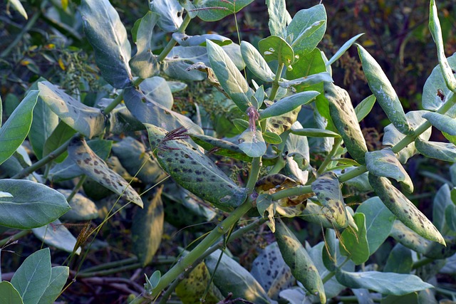 Free Big Leaves Wild photo and picture