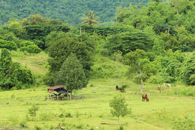 Vaca, Árvore, Natureza, Panorama, Verde