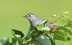 animal, bird, gray