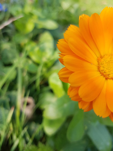 Free Flower Flower Wallpaper photo and picture
