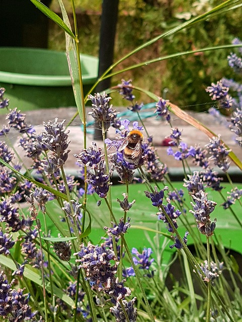 Free Flower Bee photo and picture