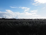 hindenburg damm, car train, train