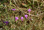 wild sweet pea grouping, wildflower, flower