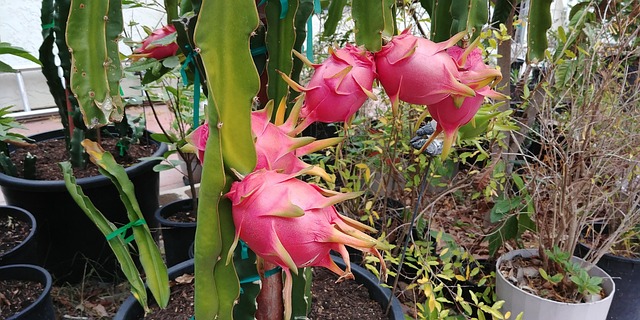Free Dragonfruit Juicy photo and picture