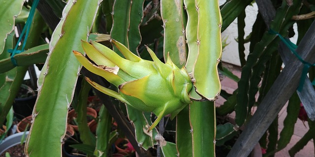 Free Dragonfruit Juicy photo and picture