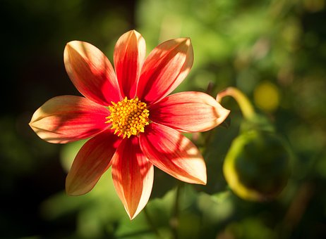 Free Dahlia Red photo and picture