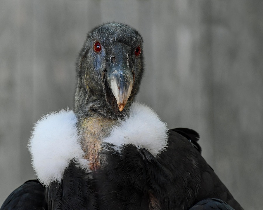 condor raptor vogel - gratis foto op pixabay