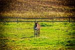 donkey, animal, pasture